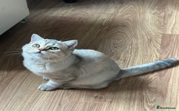 British Longhair cats for sale: Gorgeous British Longhair & Shorthair Kittens - Image 11