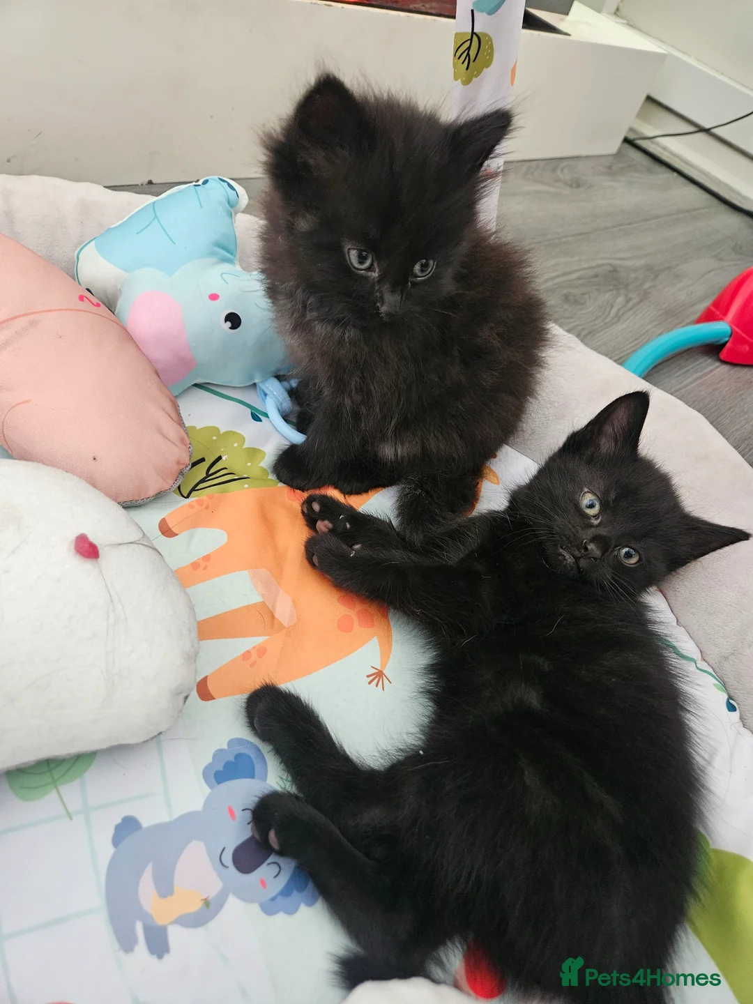 Mixed Breed cats for sale: 2 beautiful kittens  - Advert 7