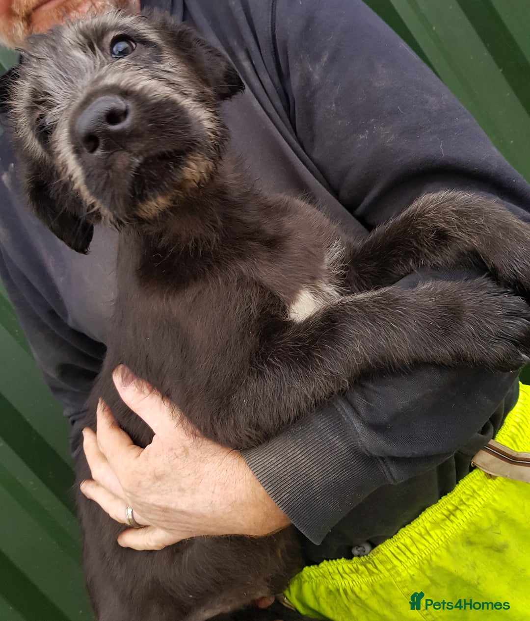 Irish Wolfhound dogs for sale: Irish Wolfhound Pups - Advert 10