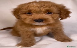 Cavapoo dogs for sale: F1B Cavapoo health tested boutique breeder - Image 19