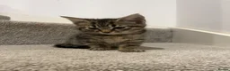 Mixed Breed cats for sale: 5 beautiful kittens, mix of black and tabby  - Advert 10