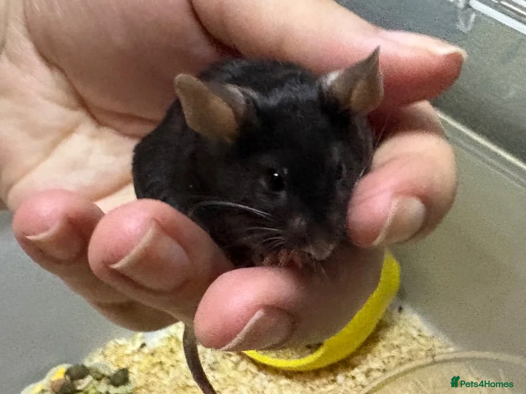 Mouse rodents for sale: Super friendly baby black male mouse with cage  - Advert 1