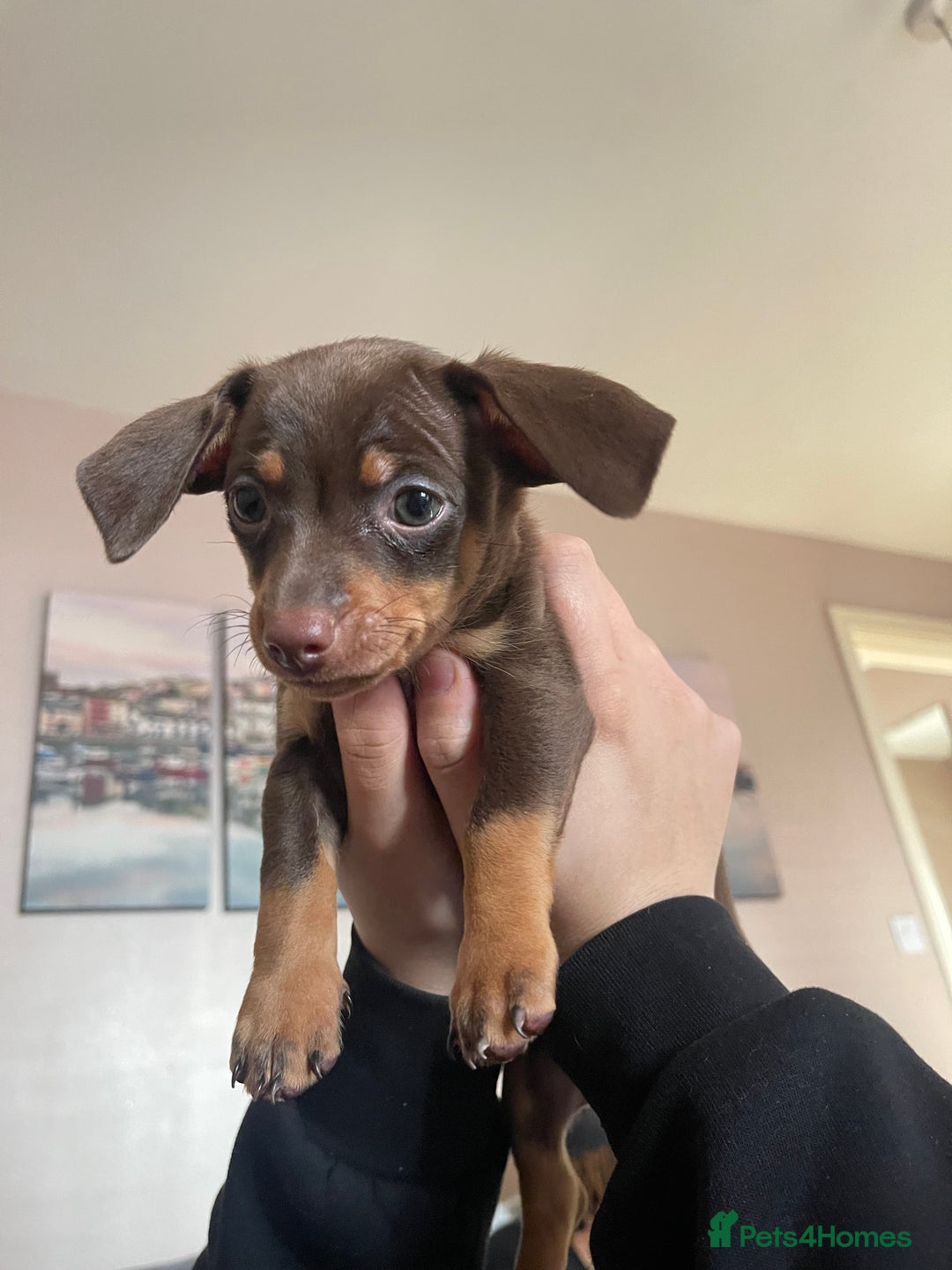 Mixed Breed dogs for sale: chiweenie pup for sale  - Advert 7
