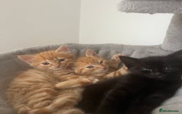 Mixed Breed cats for sale: Healthy, loved, well behaved and clean kittens - Image 2