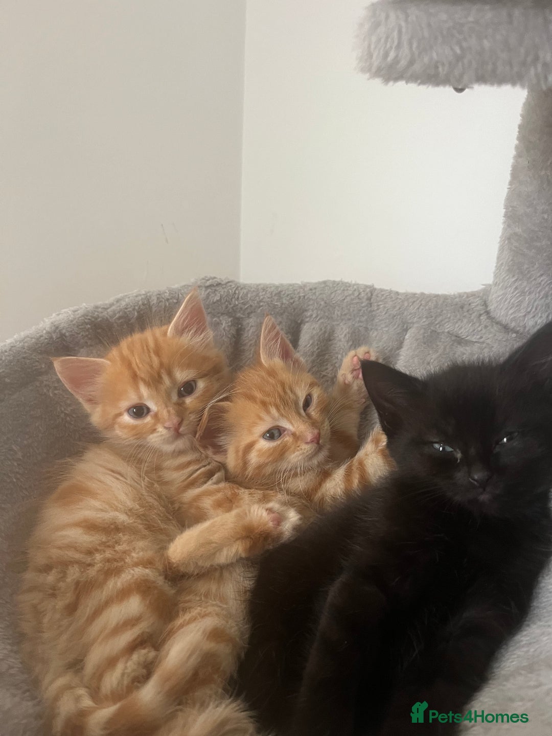 Mixed Breed cats for sale: Healthy, loved, well behaved and clean kittens - Image 2