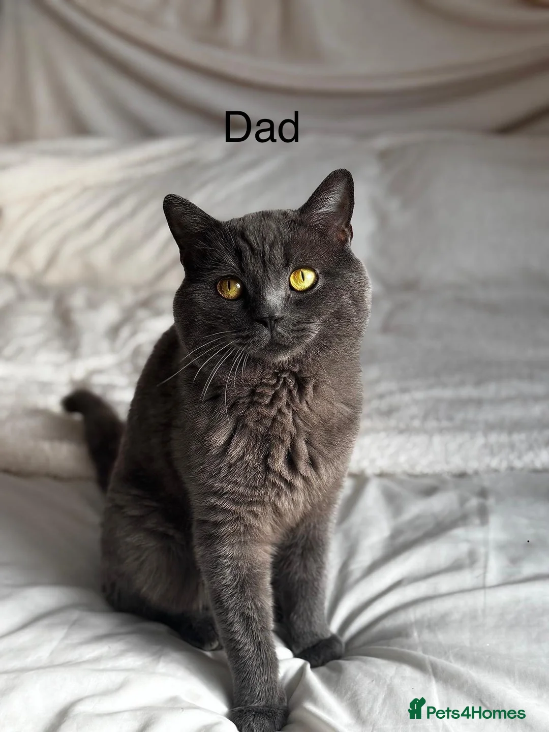 British Shorthair cats for sale: 🏆CHAMPION BLOODLINES🏆.British Shorthair Kittens. - Advert 2