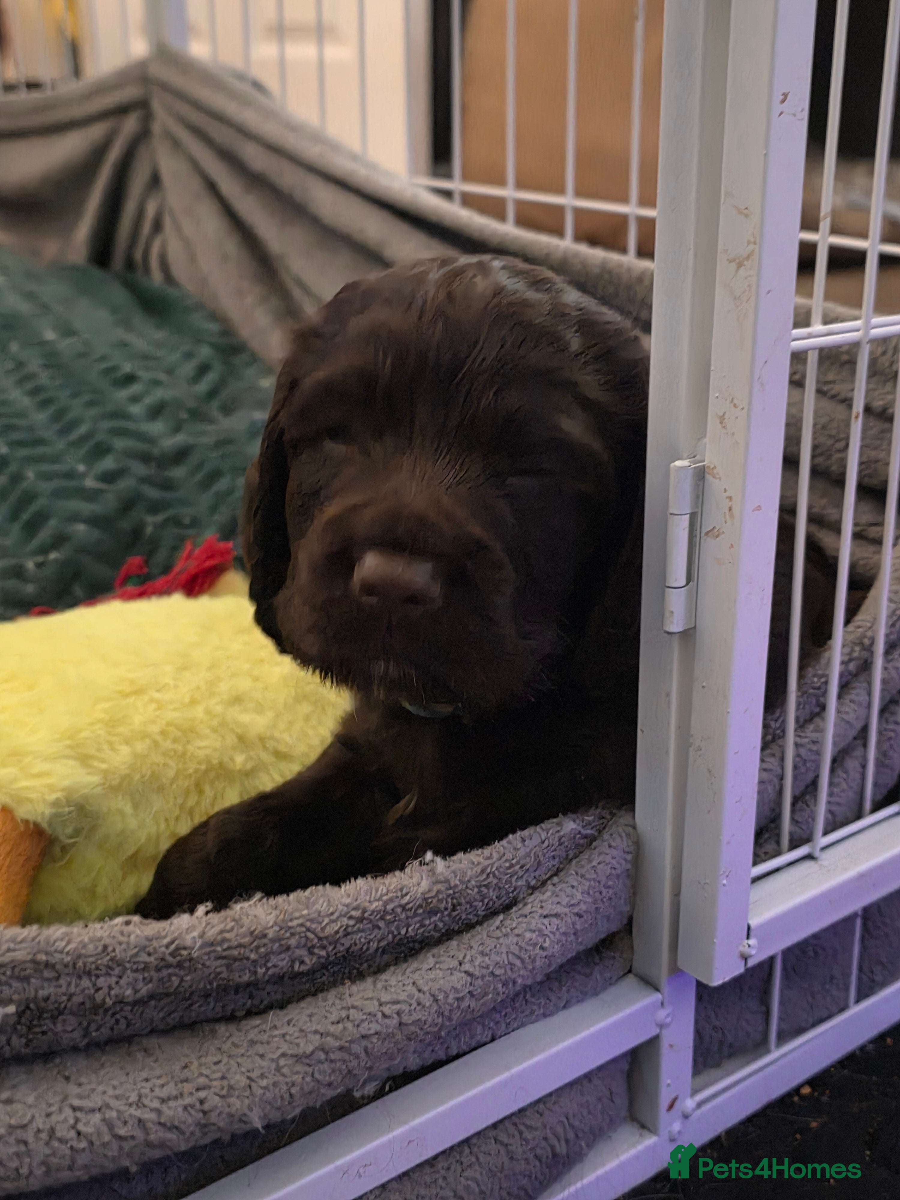 Cocker Spaniel dogs for sale: KC Reg Working Cocker Spaniel Pups ** 1 Boy Left** - Advert 12