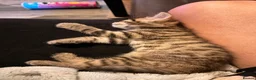 Maine Coon cats for sale: Maine coin x bengal kittens  in Melksham - Advert 14