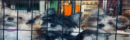 Yorkshire Terrier dogs for sale: Pure Yorkshire Terrier Pups - READY NOW 🐾 in London - Advert 7