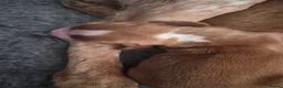 Cocker Spaniel dogs for sale: KC, Docked legally working Cocker Spaniels - Advert 29