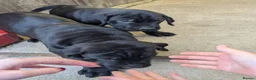 Cane Corso dogs for sale: Cane Corso Irish Kennel club registered  in Enniskillen - Advert 15