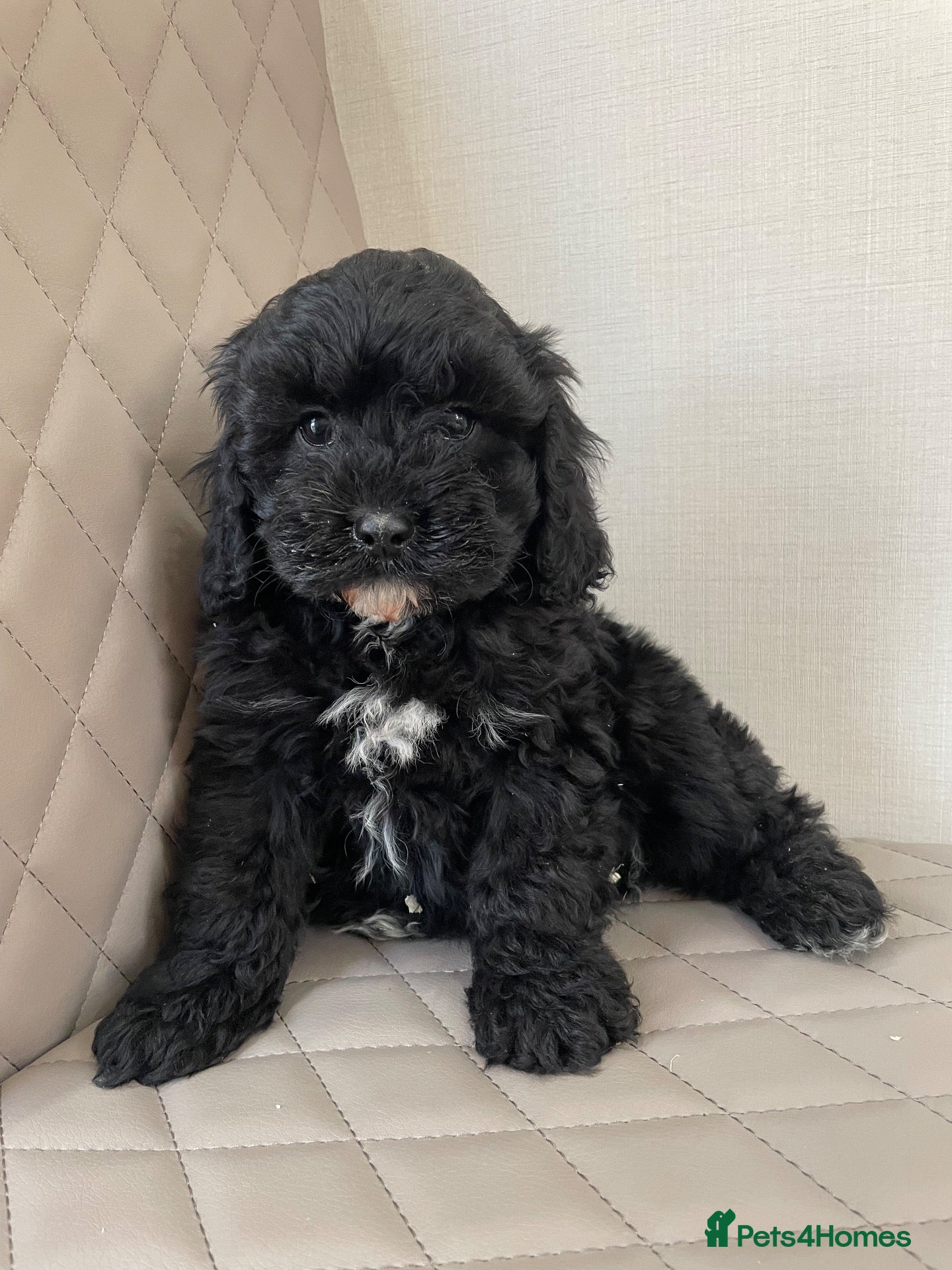 Cavapoo dogs F1 Health tested Cavapoo puppies  - Advert 6