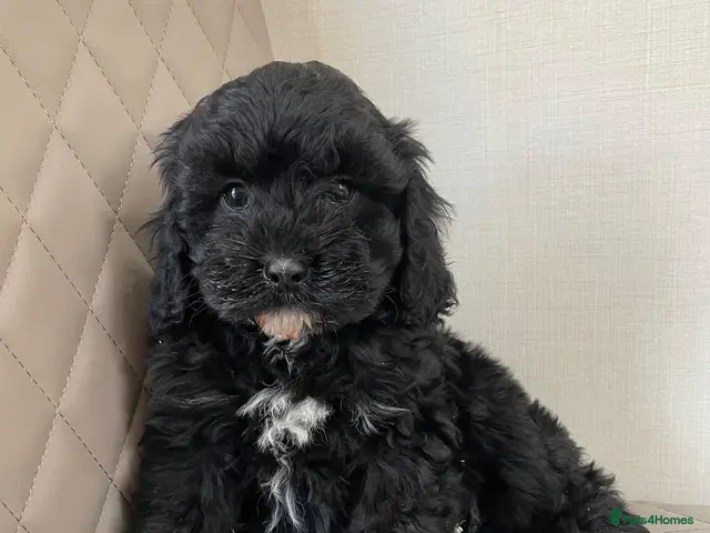 Cavapoo dogs F1 Health tested Cavapoo puppies - Advert 3