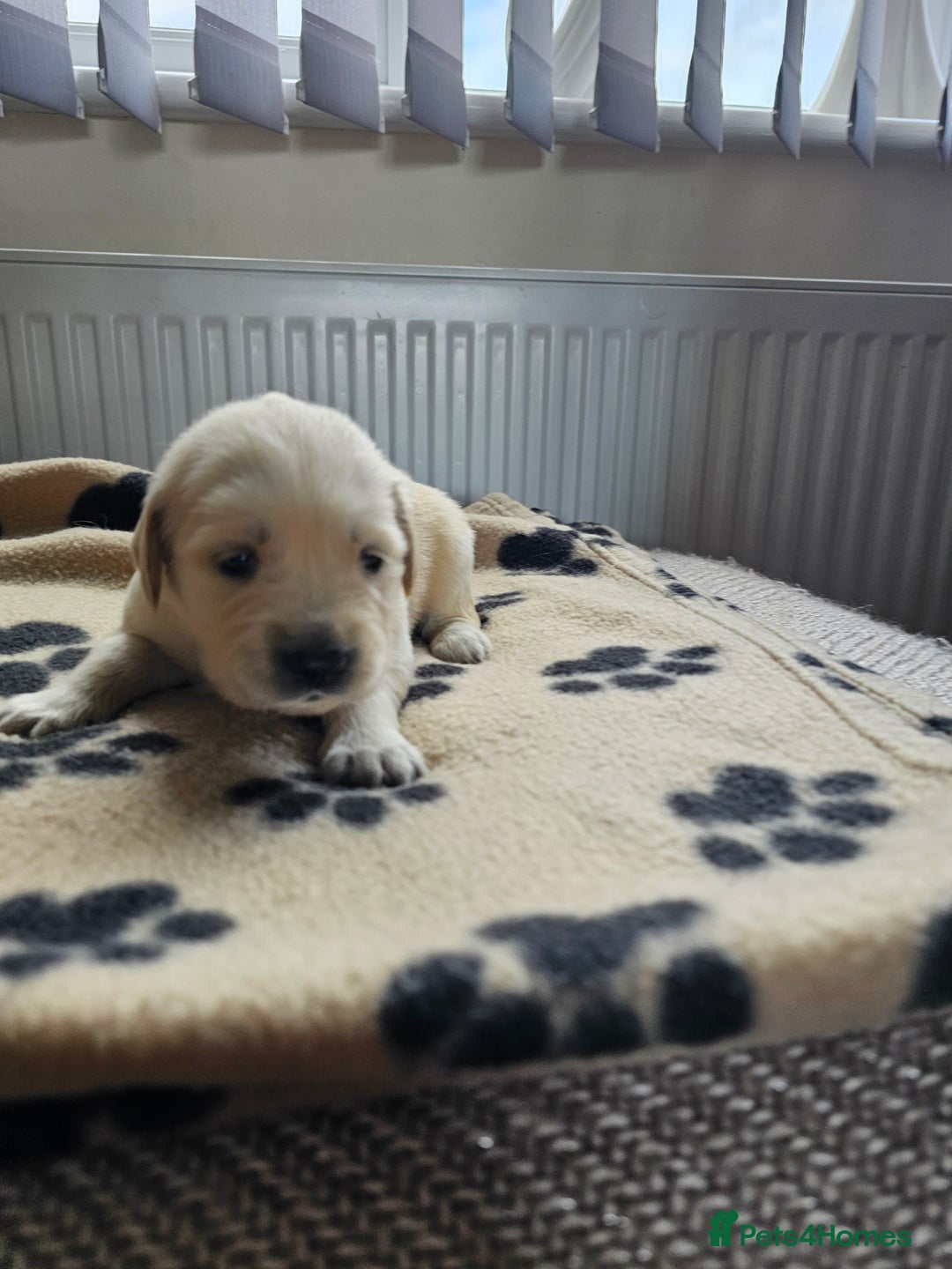 Golden Retriever dogs for sale: Golden retriever pups - Image 2