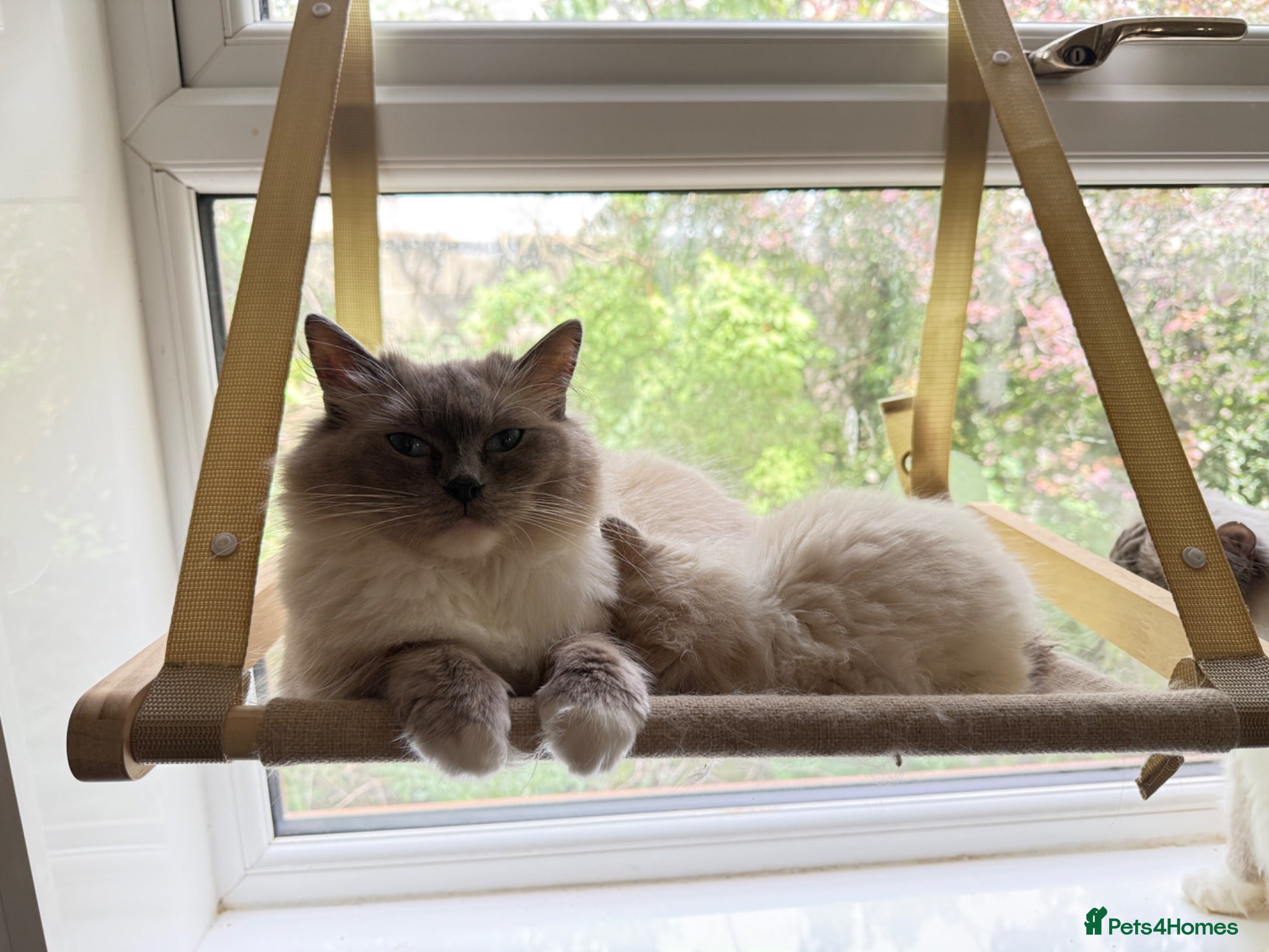 Ragdoll cats Beautiful Ragdoll kittens  - Advert 1