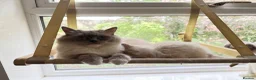 Ragdoll cats for sale: Beautiful Ragdoll kittens  - Advert 1