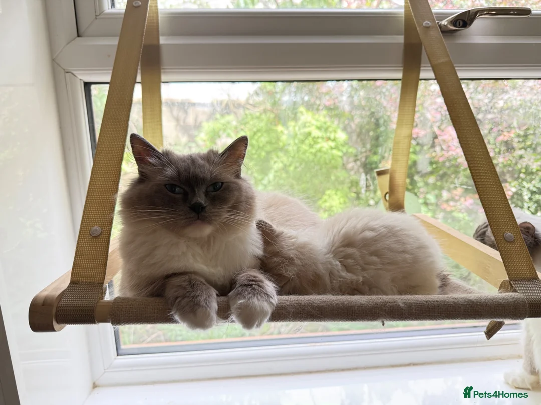 Ragdoll cats for sale: Beautiful Ragdoll kittens  - Advert 1