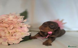 Mixed Breed dogs for sale:  miniature dachshund cross toy poodle doxiepoo   - Image 30