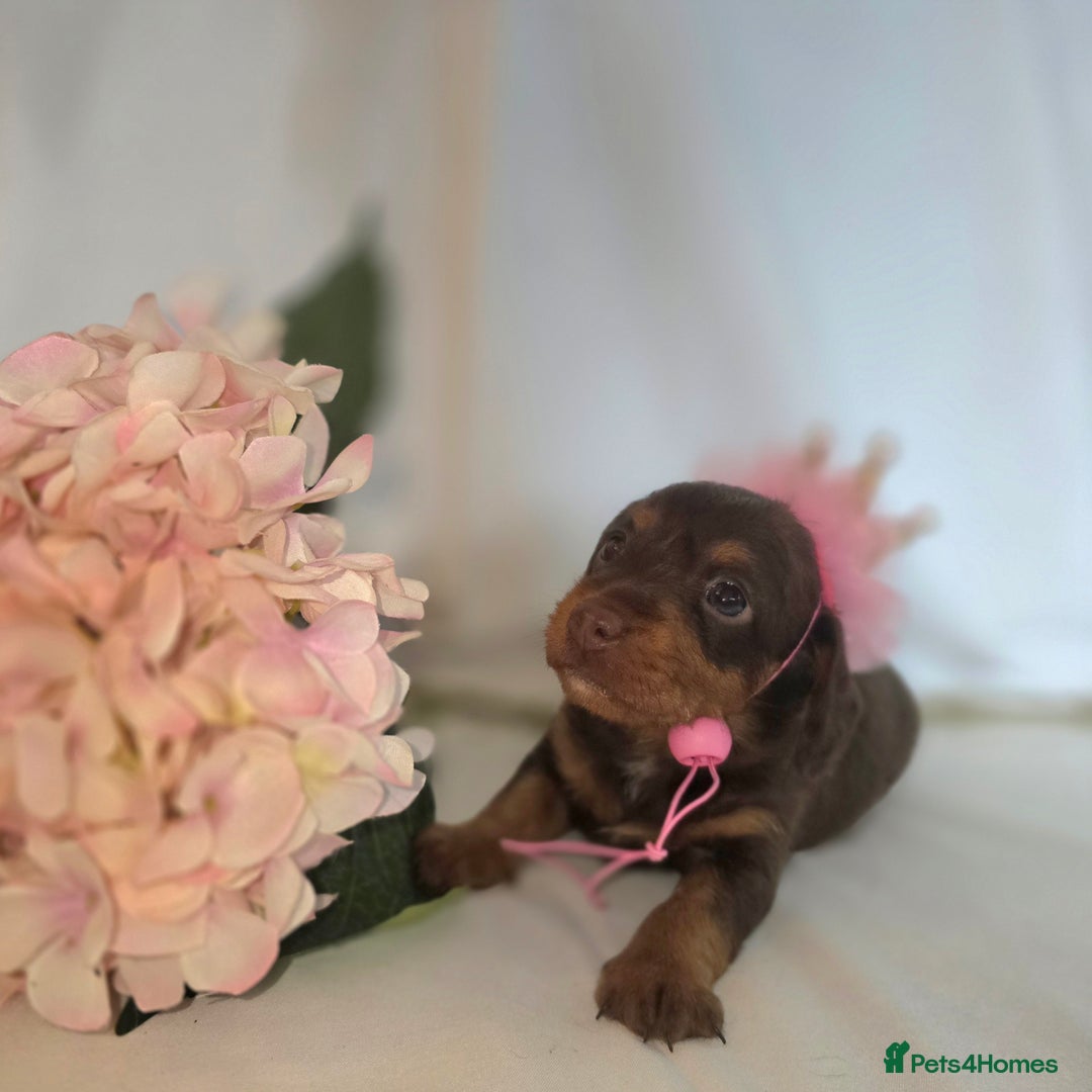 Mixed Breed dogs for sale:  miniature dachshund cross toy poodle doxiepoo   - Image 30