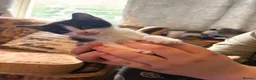 Mixed Breed cats for sale: Seven beautiful kittens that need new homes - Advert 14