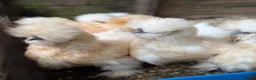 Chickens poultry for sale: Mixed Purebred USA Silkie POL Pullets Available  - Advert 6