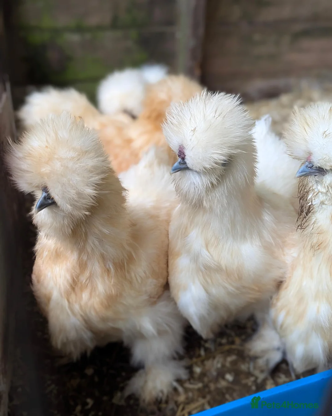Chickens poultry for sale: Mixed Purebred USA Silkie POL Pullets Available  - Advert 6