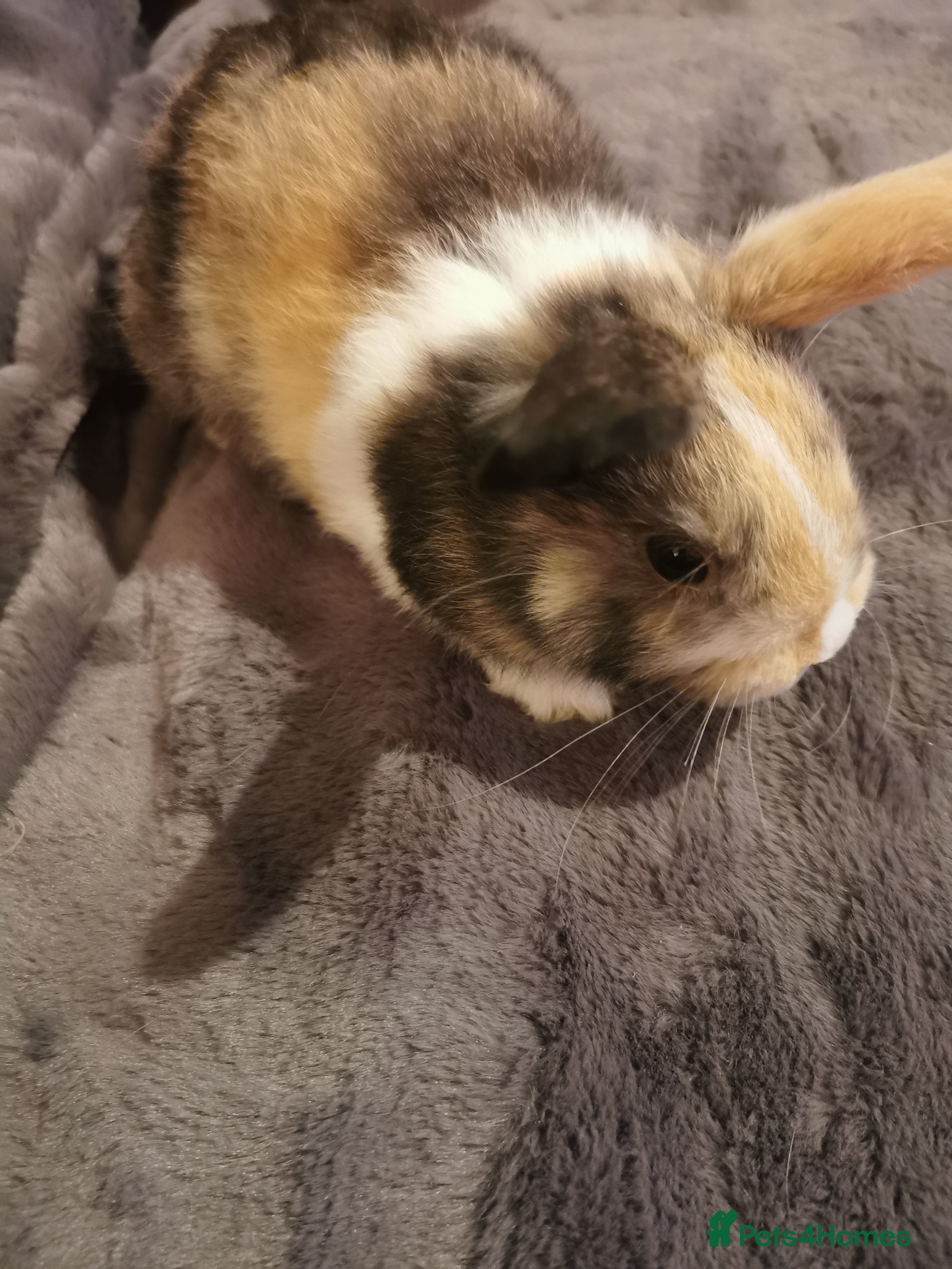 Mini Lop rabbits Beautiful Mini lop baby Rabbits  - Advert 16