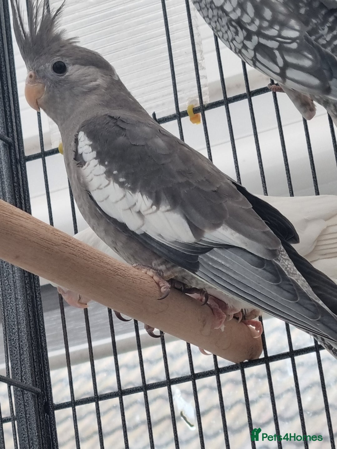 Cockatiels birds for sale: Baby male and female cockatiels for sale - Advert 10