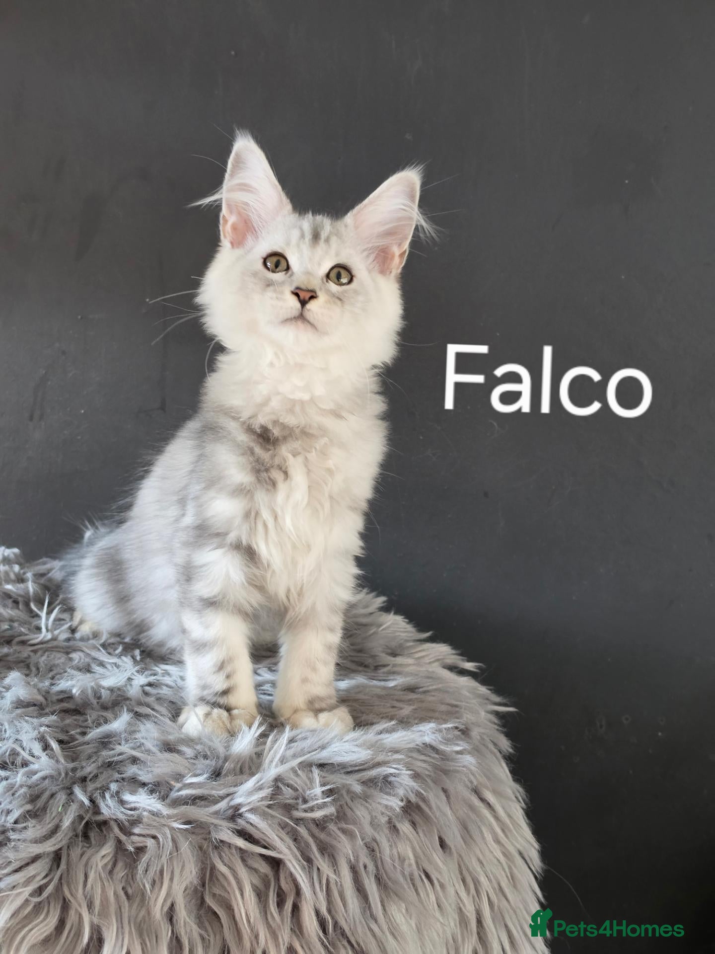 Maine Coon cats Polydactyls and no poly babies  - Advert 2