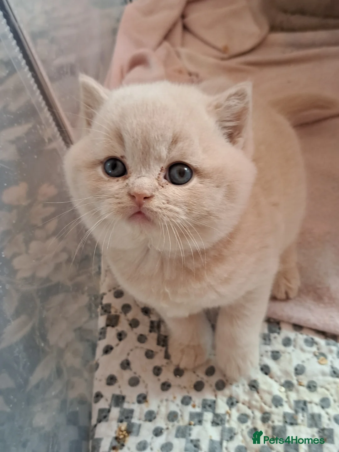 British Longhair cats for sale: Chunky BLH&BSH kittens. PETS ONLY - Advert 2