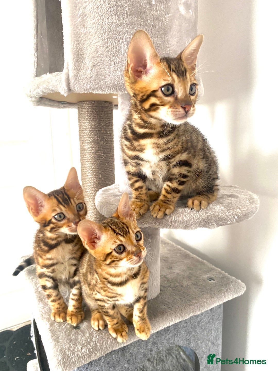 Bengal cats for sale: TICA register.ONLY 2 BOYS 🙀😺LEFT !!! in Northampton - Image 13