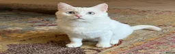 Mixed Breed cats for adoption: Gorgeous Blue Eyed Rescue in Bristol - Advert 2