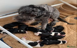 Sheepadoodle dogs for sale: Medium Sheepadoodle Puppies Available  - Image 35