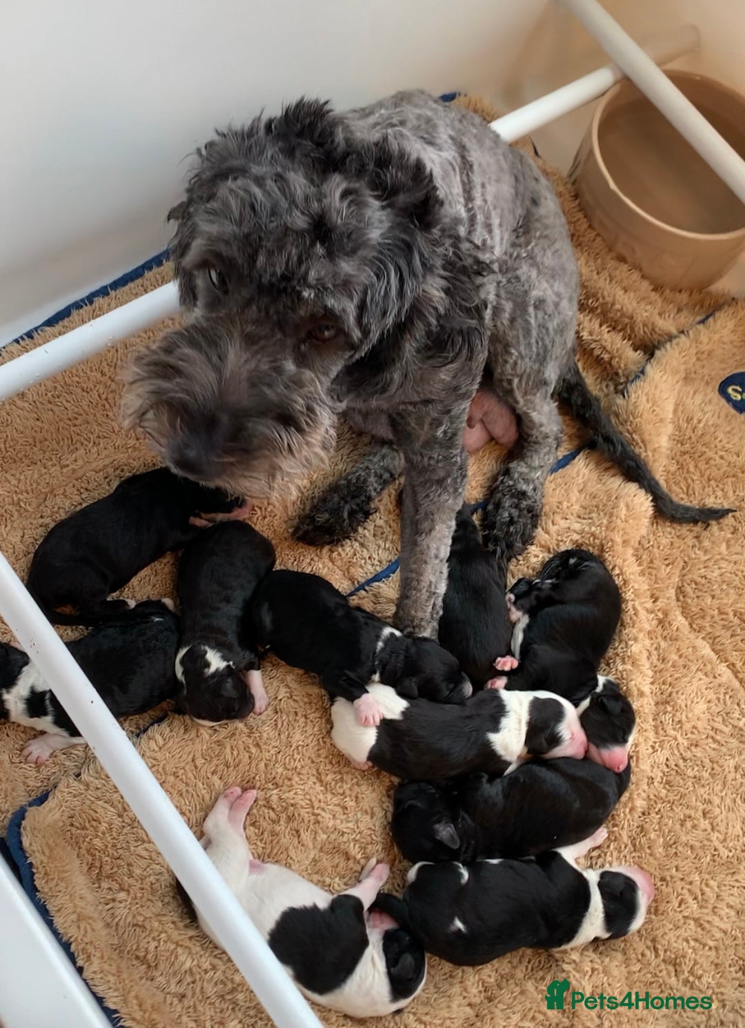 Sheepadoodle dogs for sale: Medium Sheepadoodle Puppies Available  - Image 35