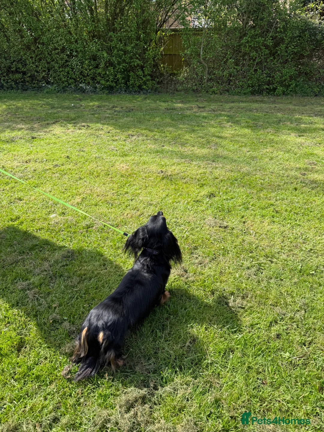 Miniature Dachshund dogs for sale: Lovely 6y old spayed girl - Advert 2