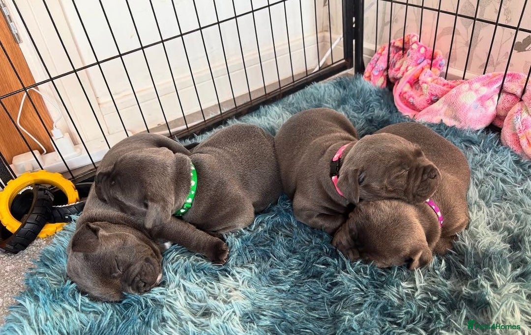 Staffordshire Bull Terrier dogs for sale: KC blue Staffordshire bull terrier puppies  - Advert 26