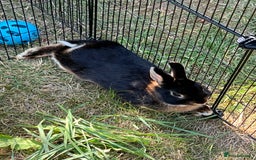 Netherland Dwarf rabbits for sale: Black Netherlands dwarf for sale - Image 2