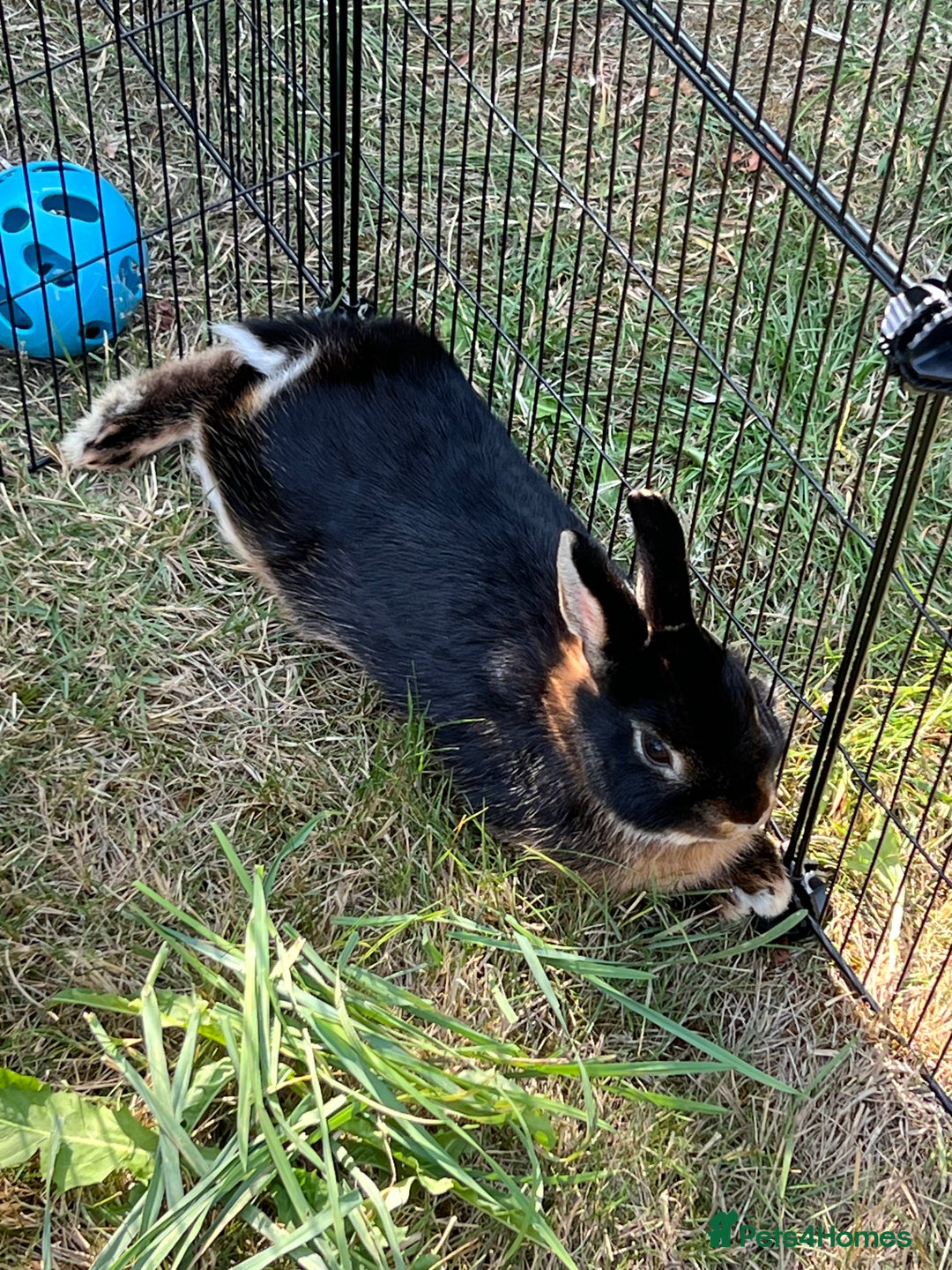 Netherland Dwarf rabbits for sale: Black Netherlands dwarf for sale - Image 2