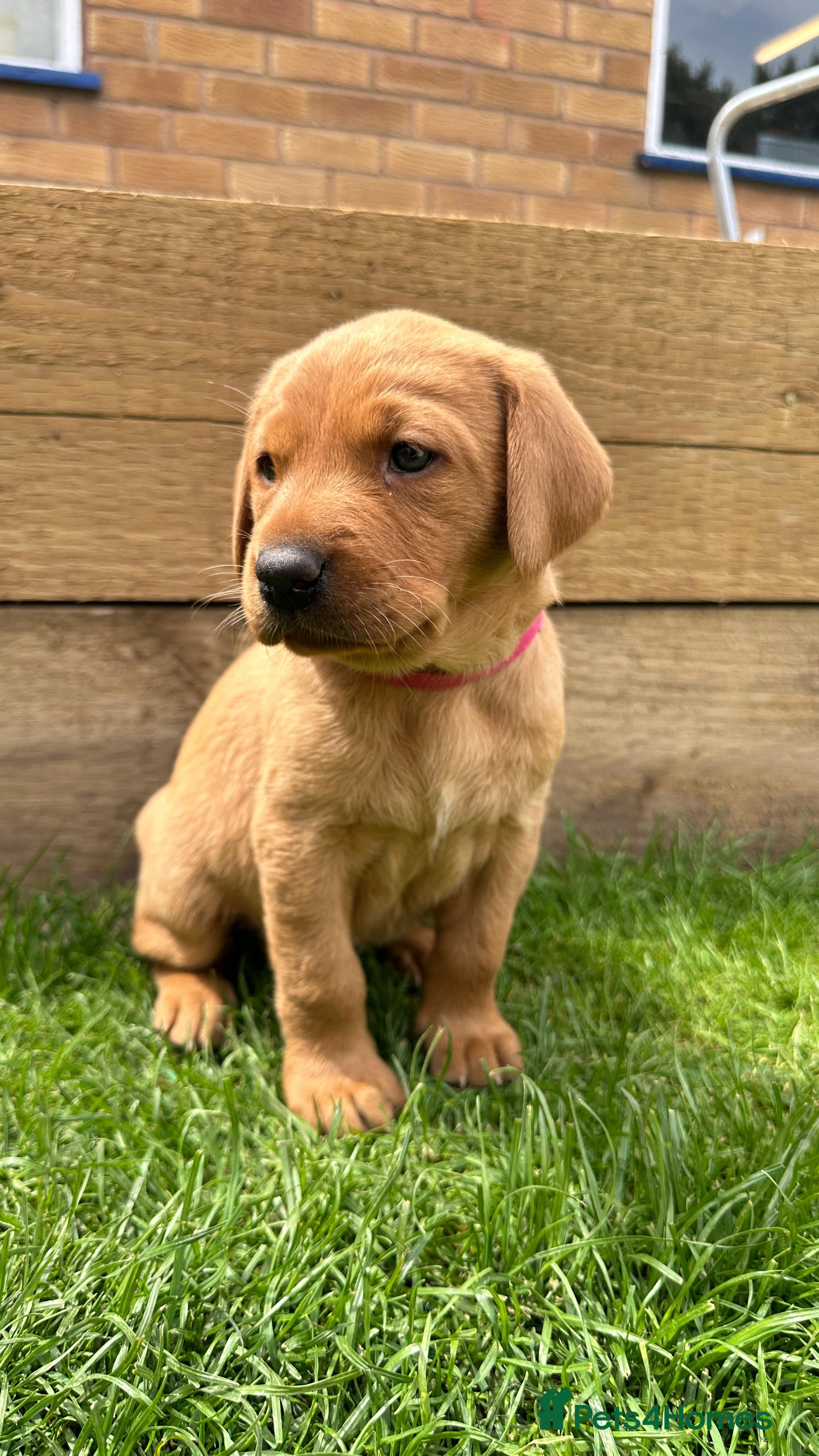 Labrador Retriever dogs FOX RED LABRADOR PUPPIES READY NOW - Advert 2