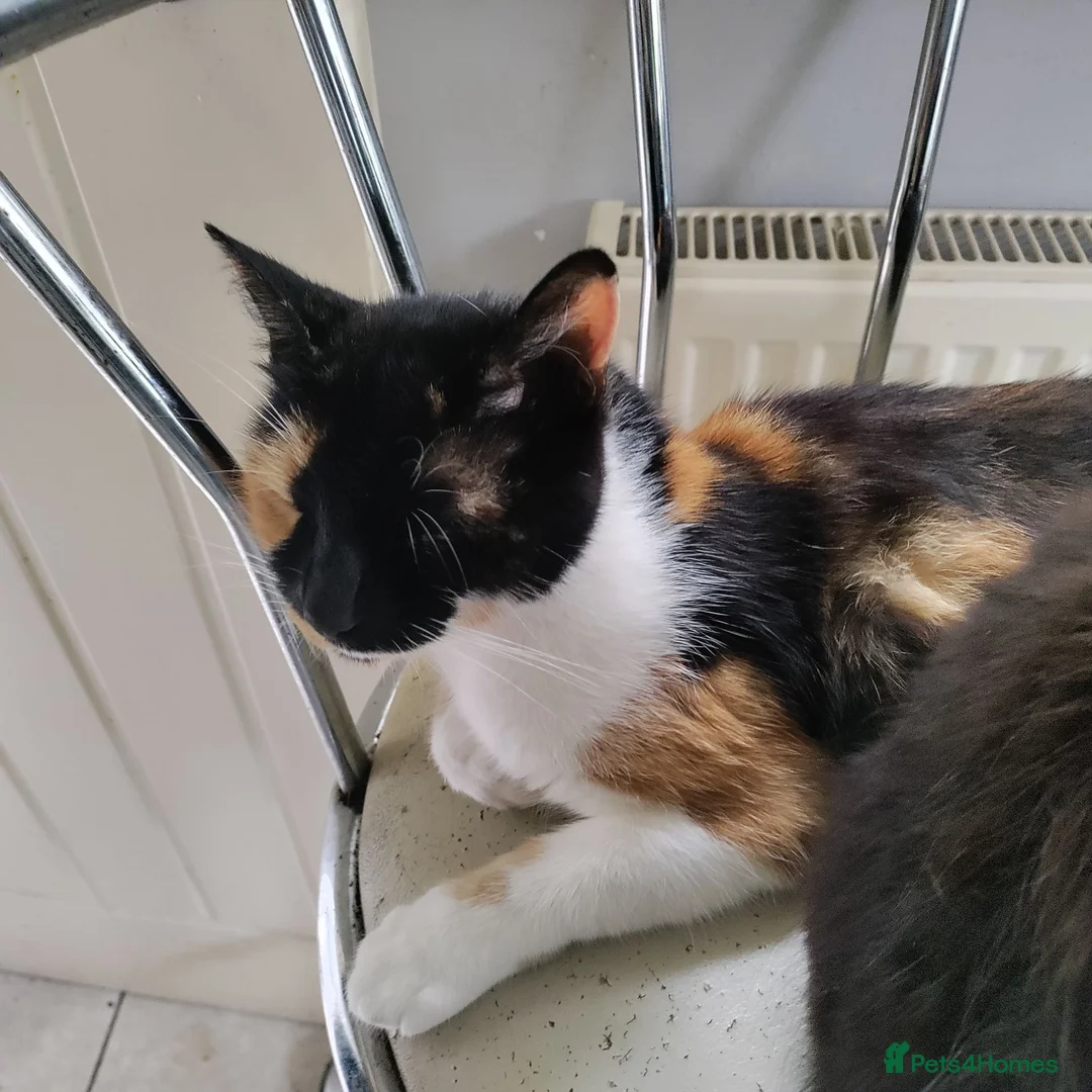 Mixed Breed cats for sale: 4 beautiful 5 week old kittens - Advert 6