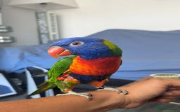 Lorikeets birds for sale: RAINBOW LORIKEET (called blu)  - Image 1