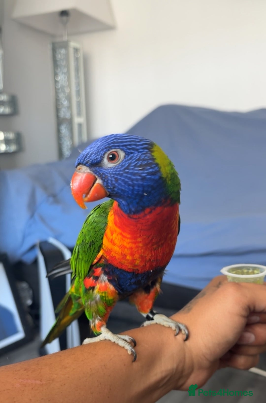 Lorikeets birds for sale: RAINBOW LORIKEET (called blu)  - Image 1