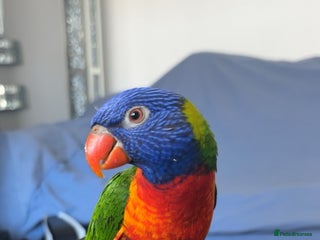 Lorikeets birds for sale - Advert 1