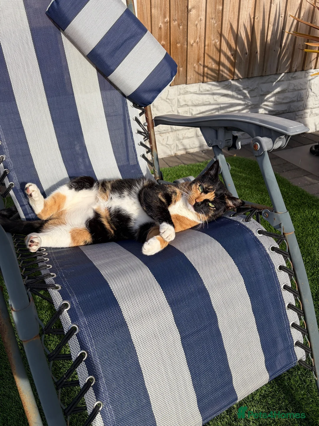 British Shorthair cats for sale: Calico 2 1/2 yr old - Advert 2