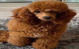 Jackapoo dogs for sale: JACKAPOO PUPPIES  in Saint Austell - Image 9