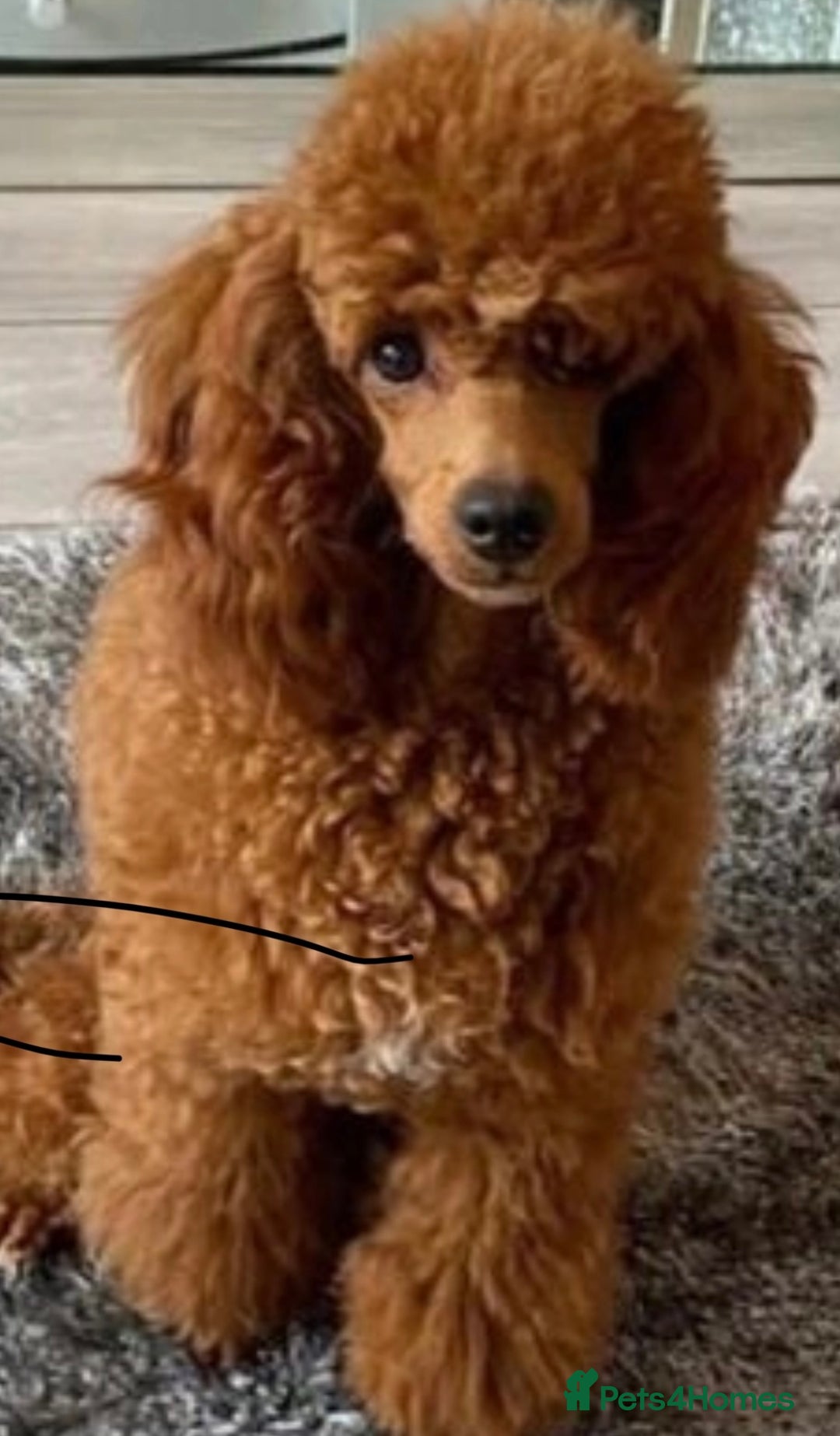 Jackapoo dogs for sale: JACKAPOO PUPPIES  in Saint Austell - Image 9