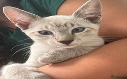 Siamese cats for sale: Playful Siamese Boys – Needs a Forever Family in Harpenden - Image 9