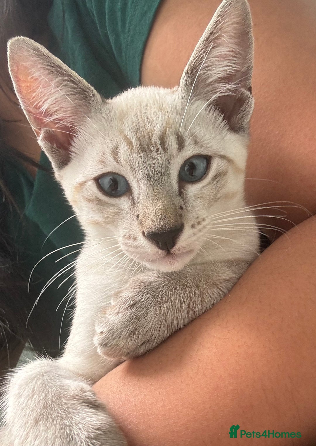 Siamese cats for sale: Playful Siamese Boys – Needs a Forever Family in Harpenden - Image 9