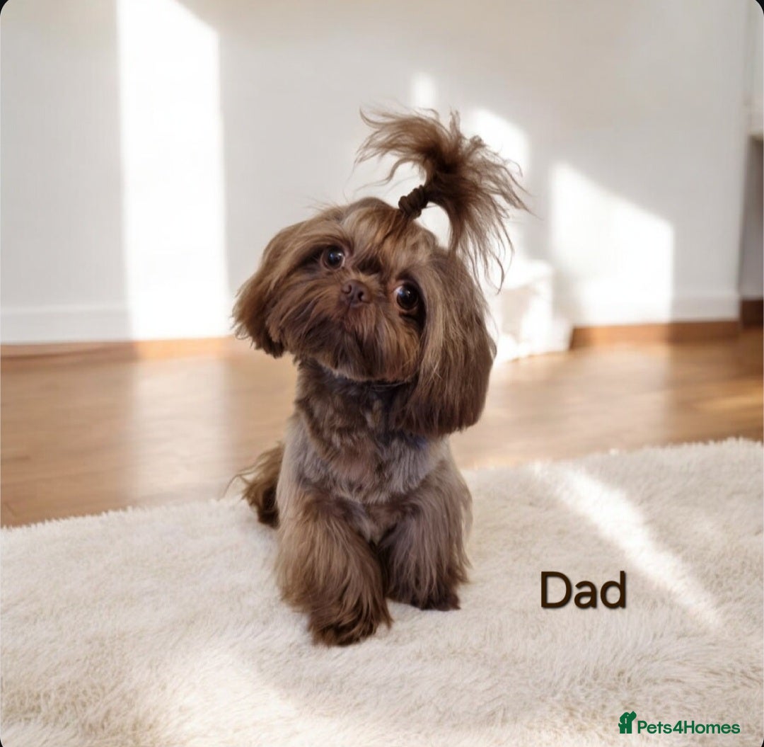 Shih Tzu dogs for sale: 4 Gorgeous Imperial Shih Tzu Boys - Advert 6