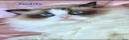 Ragdoll cats for sale: Tica registered exceptional  Ragdolls  - Advert 15